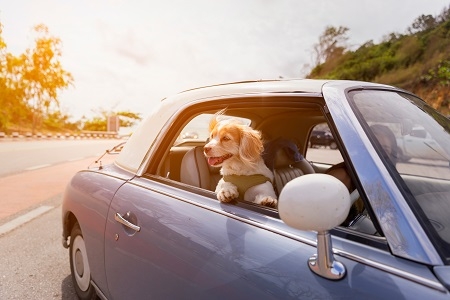 Dog enjoying a ride with the vintage car color purple on the roa