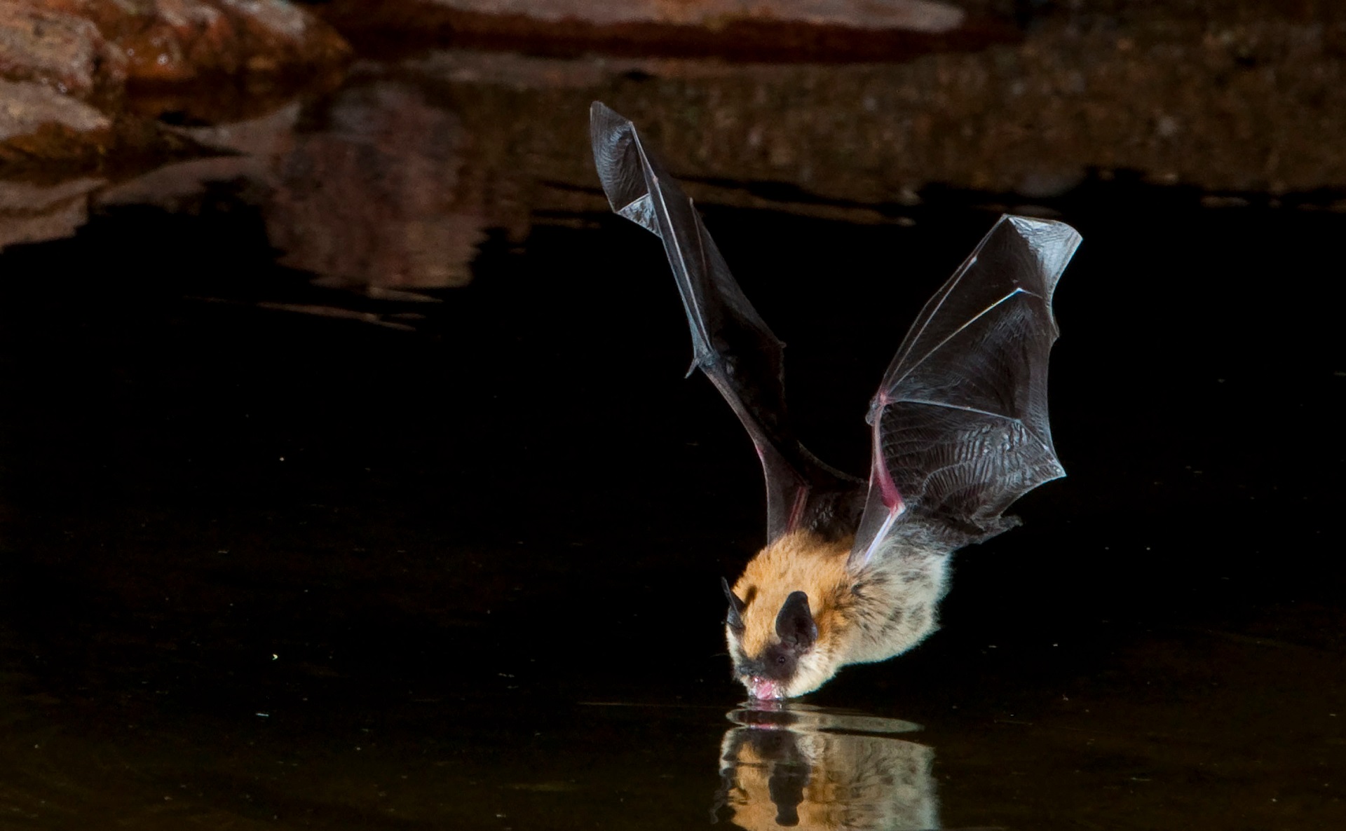 Big Brown Bat Drinking