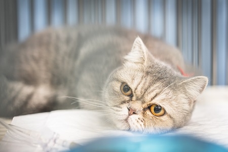 Close up of Scottish fold cat sitting in the cage at the animal 