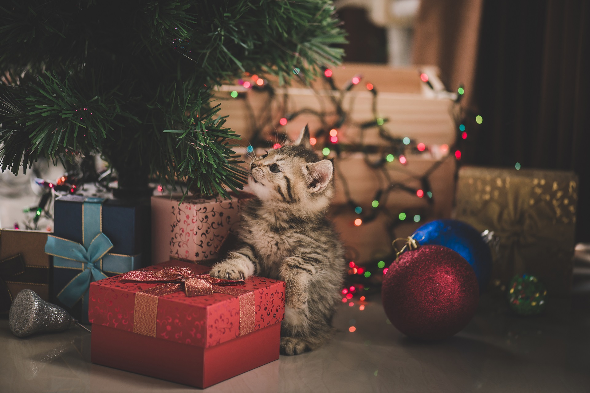 Ein Katzenwelpe sitzt unter einem Weihnachtsbaum. Unter dem Baum stehen bunt verpackte Geschenke. Im Hintergrund leuchtet eine Weihnachtskette in verschiedenen Farben.  