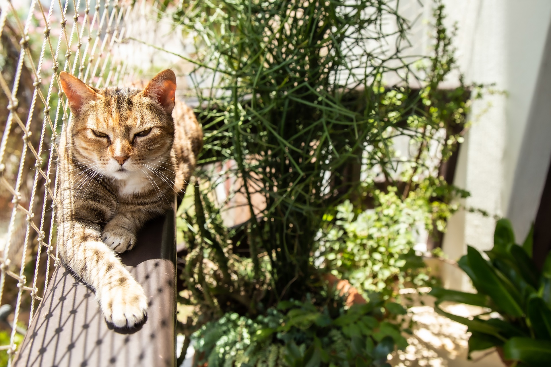 A balcony with plants, cat and net protection, Urban jungle living