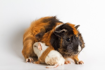 Guinea pig mom with pup isolated on white background