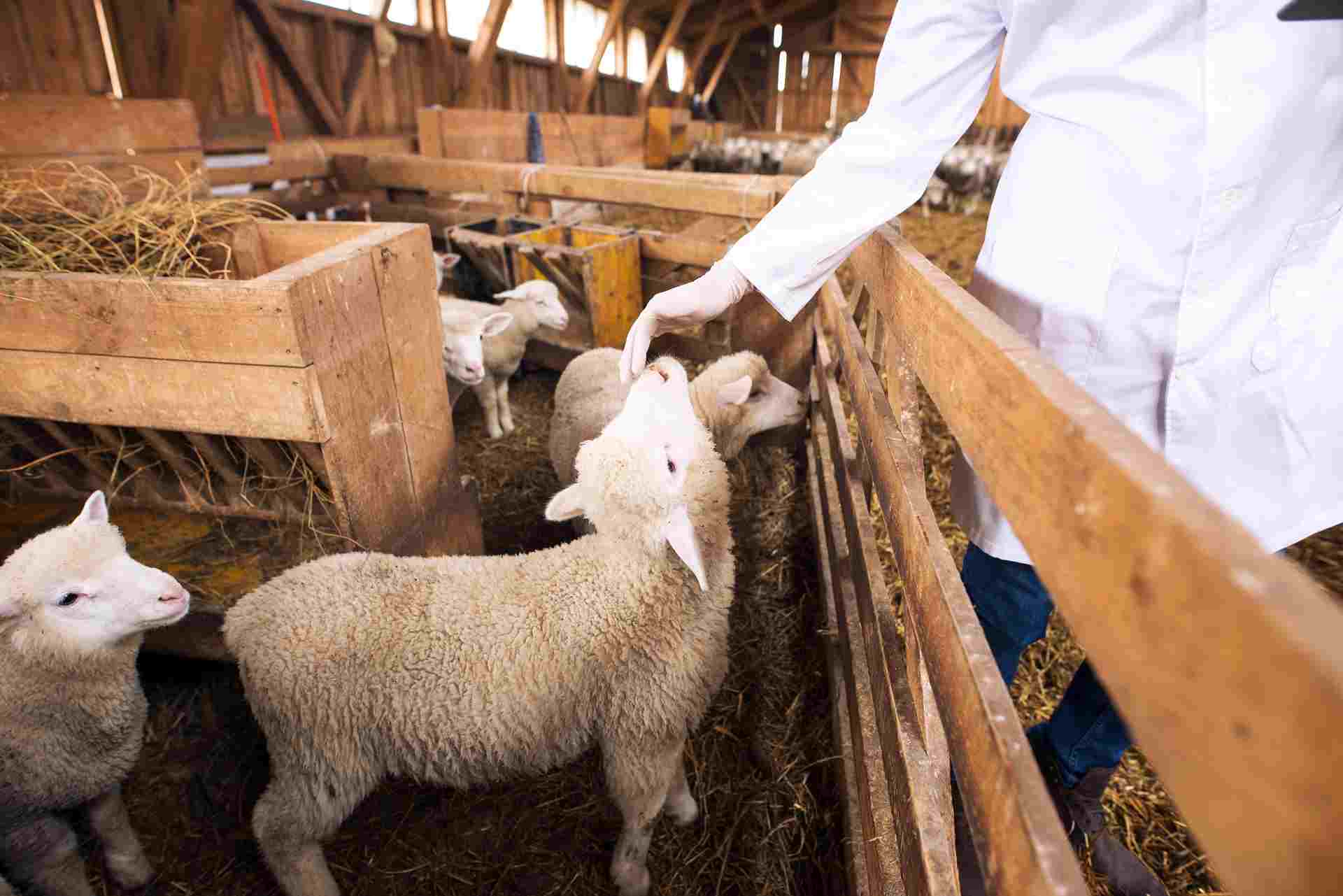 An unrecognizable cattle veterinarian touching baby sheep lamb. 