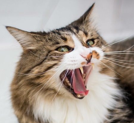 A brown, adult cat with green eyes yawns, showing its fangs. Lyi