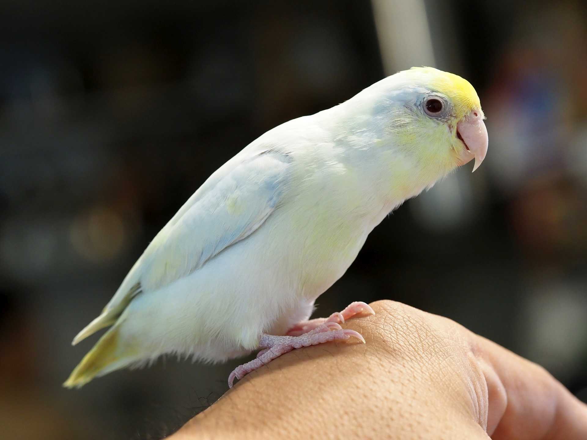 Selective focus of baby forpus parrotlet parrot bird on hand wit