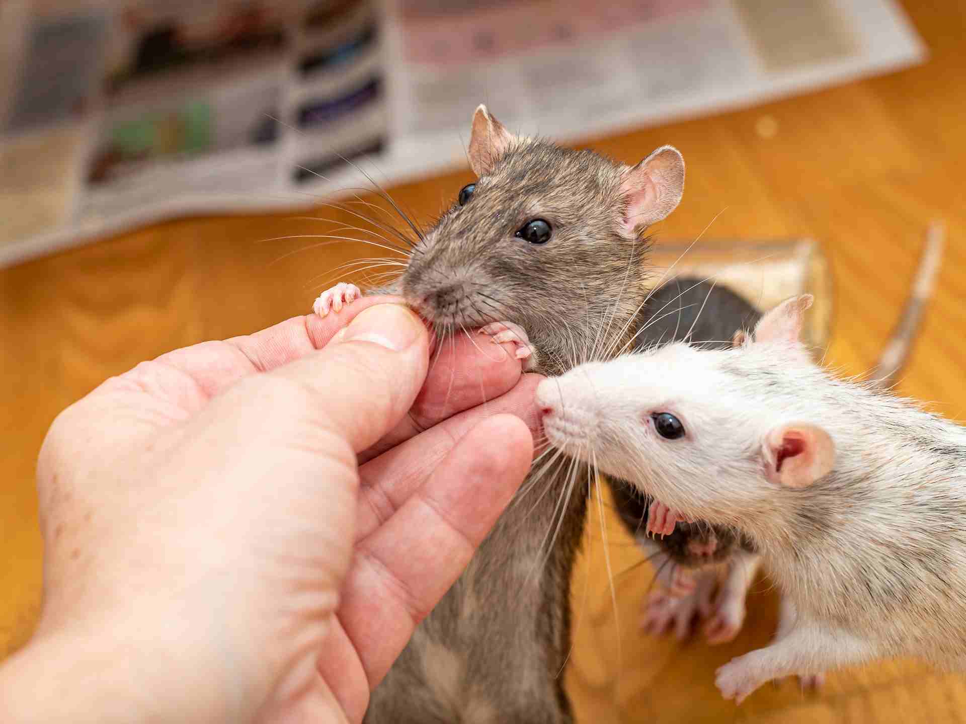 Man feeding his pet rats by hand