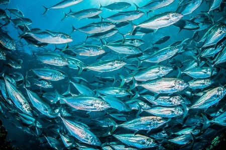 Schools of pelagic fish swimming together in clear blue ocean
