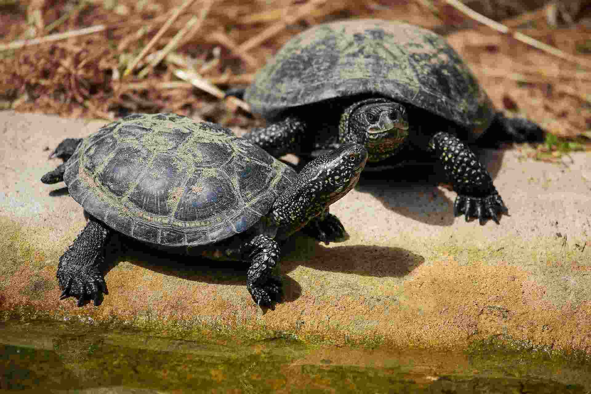 European pond turtle (Emys orbicularis)