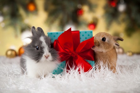 Animal, Rabbit, bunny on Christmas background