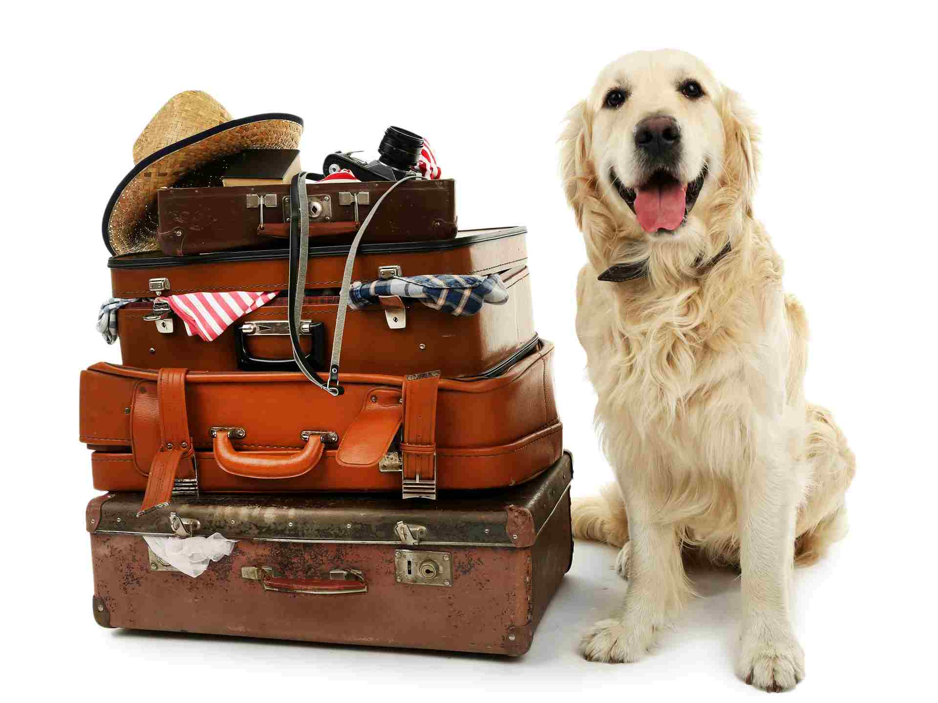 Cute Labrador with suitcases isolated on white
