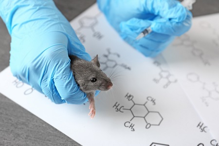 Hands of scientist giving injection to rat in laboratory