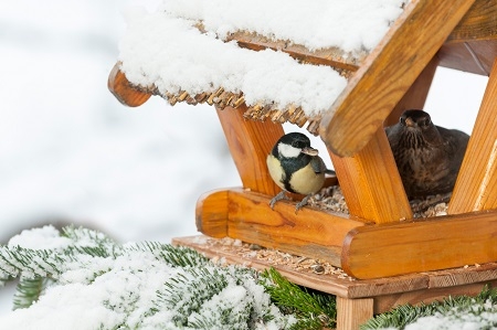 WinterfÃŒtterung an einem VogelhÃ€uschen, Meise (Paridae), Kohlm