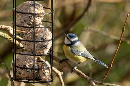 Vogelfutterhaus mit Blaumeise