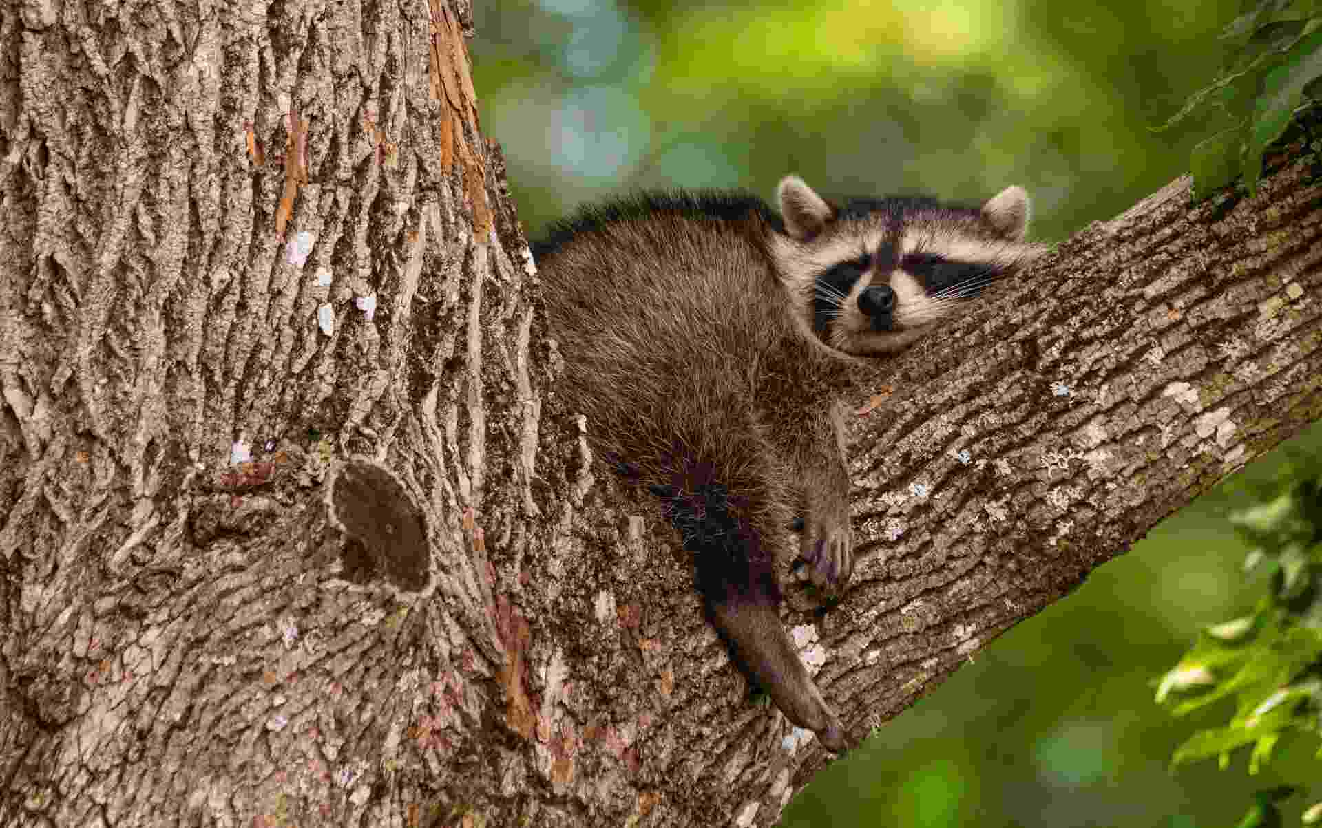 Baby raccoon sleeping in the branch of an old tree early in the 
