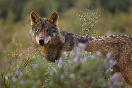 Lobo iberico (Canis lupus)
