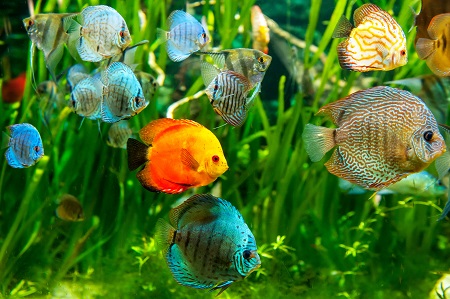 Fresh water aquarium with colorful fishes .