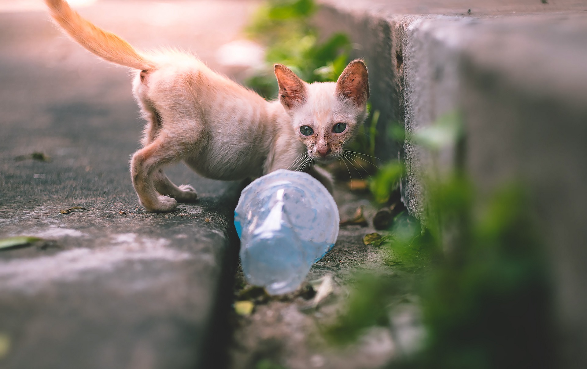 close up little skinny poor stray kitten or cat looking at an empty plastic cup of water near footpath