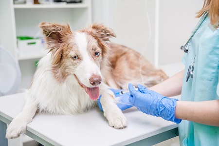 Close up veterinarian giving an injection to a dog at hospital