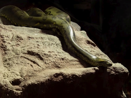 Close up Green Anaconda Coiled on The Rock