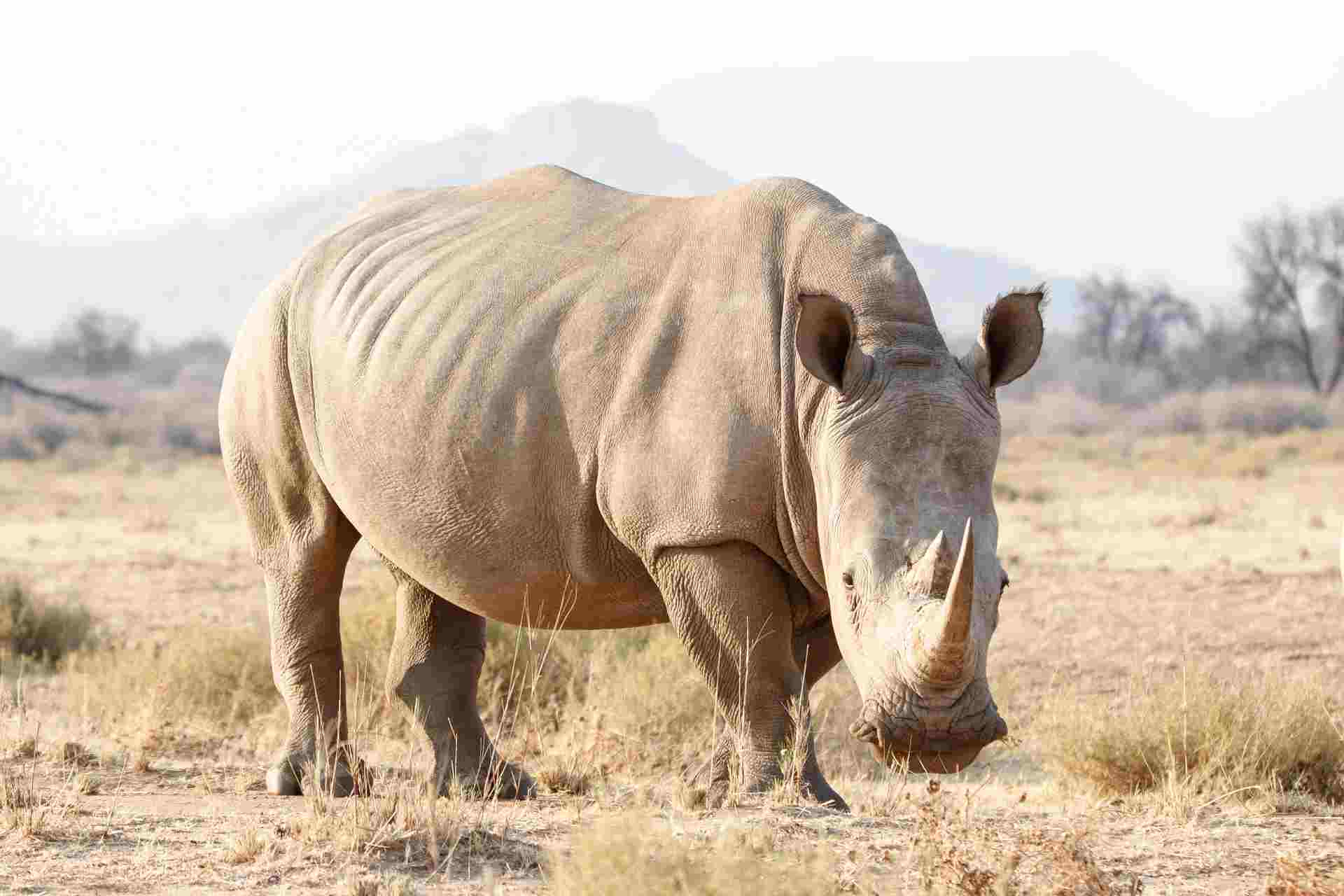 Breitmaulnashorn fressend