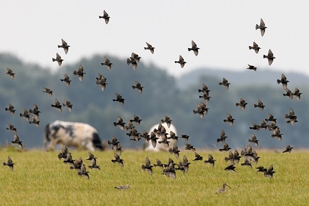 Flock of the European Starling