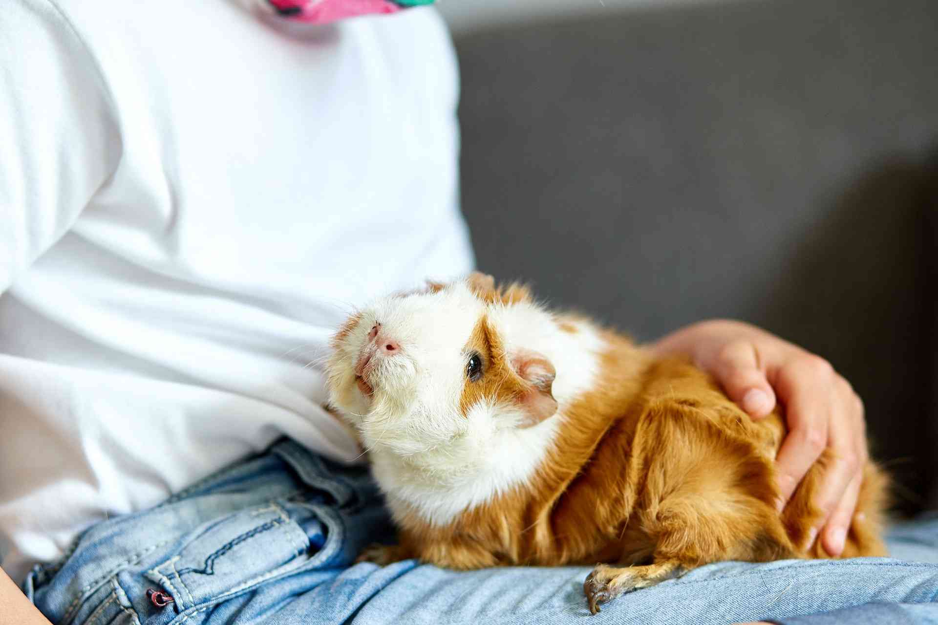 Little girl in mask playing with red guinea pig, cavy at home at