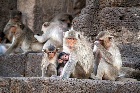 monkeys family looking cute