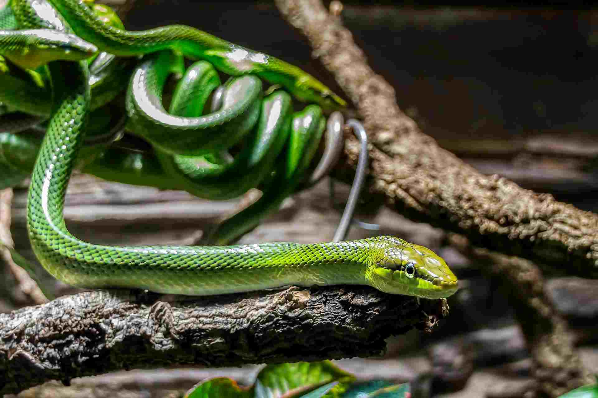 Grüne Mamba auf einem Ast im Hintergrund weitere Schlangen