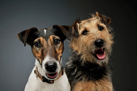 Portrait of an adorable Fox Terrier and a mixed breed dog lookin