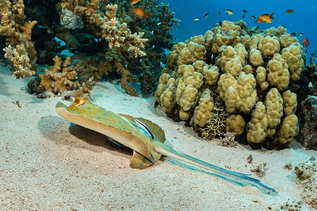 blue-spotted ribbontail ray with cleaner wrasse