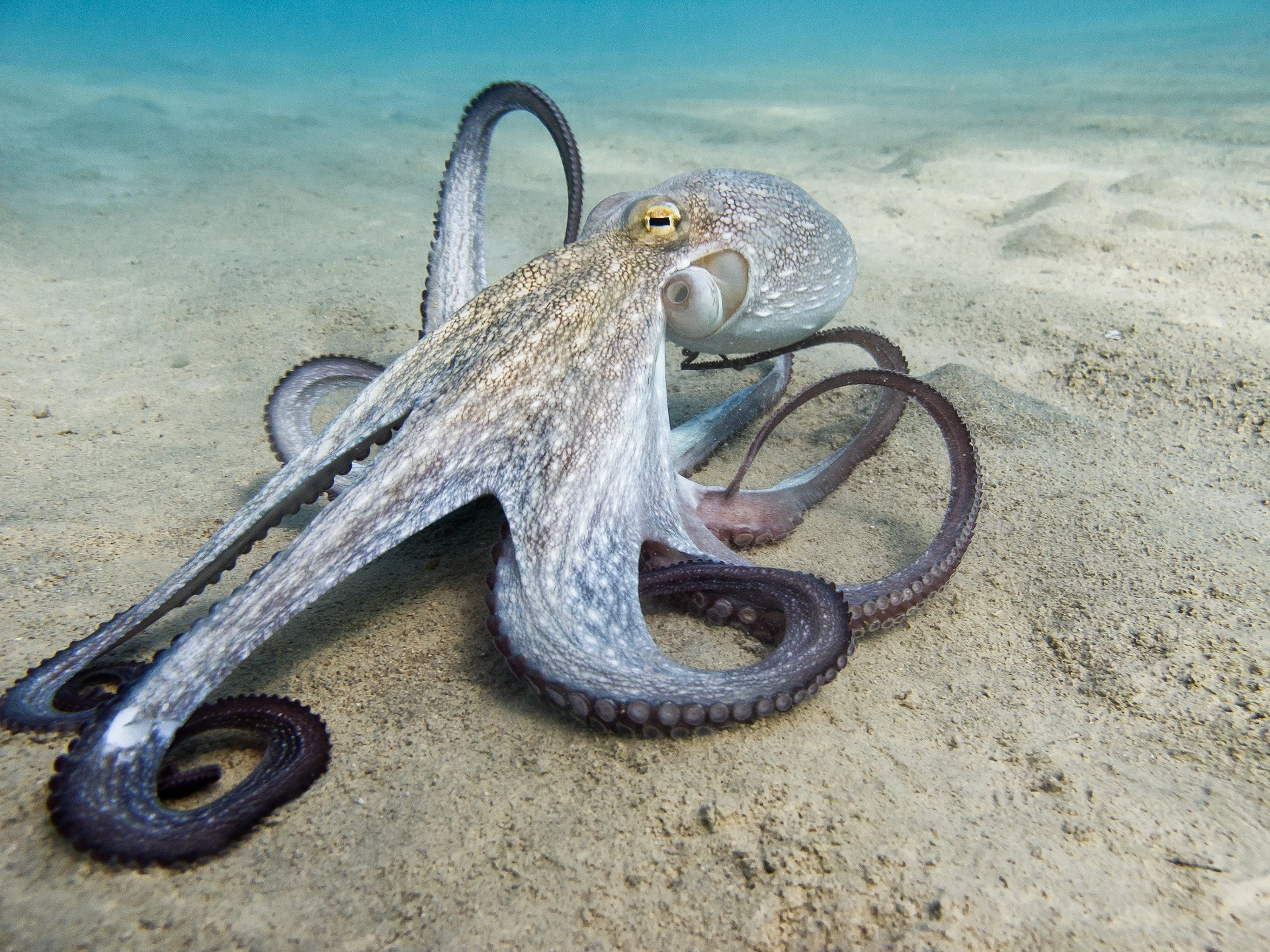 Il polpo (Octopus vulgaris Cuvier, 1797) o polpo è un cefalopod