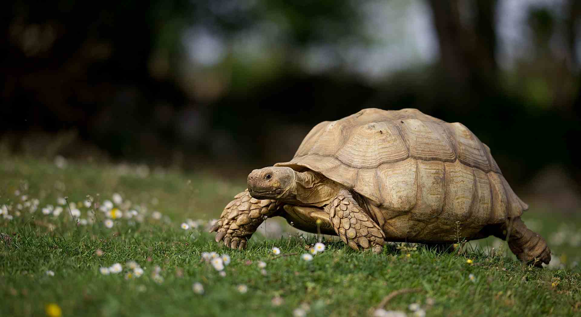 Sulcata tortue géante africaine - nature herbe printemps soleil