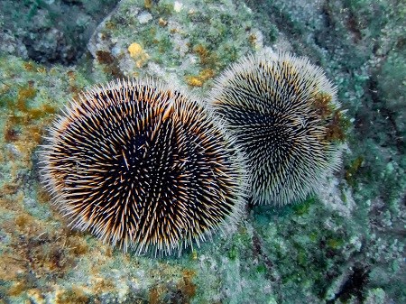 A pair of sea urchins on a rock near Cabo San Lucas in Baja Cali