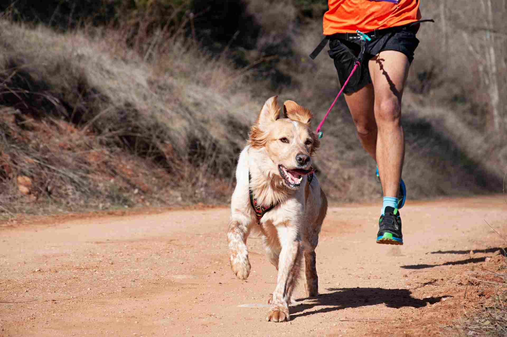 Dog and man taking part in a popular canicross race.