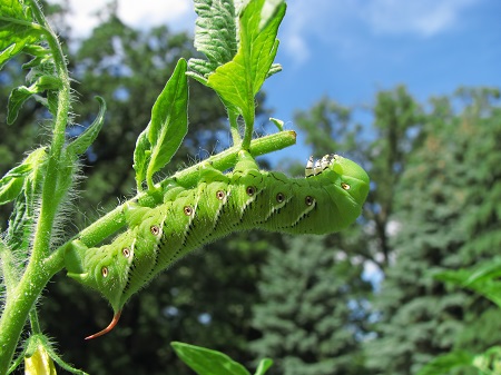 Tobacco hornworm moth caterpillar eating a tomato plant.