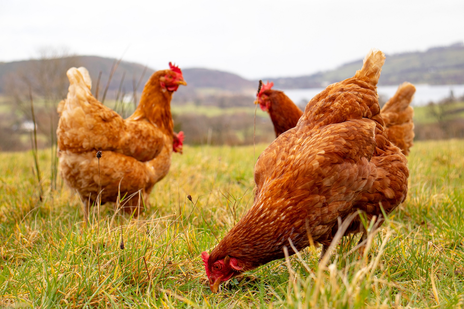 Trio of hens out in the field overlooking a lake.