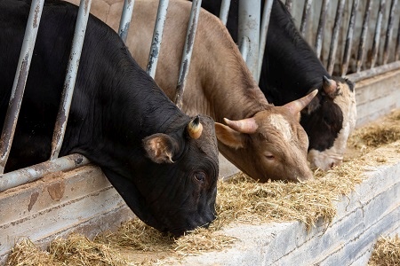 Agriculture industry, farming and animal husbandry concept - her