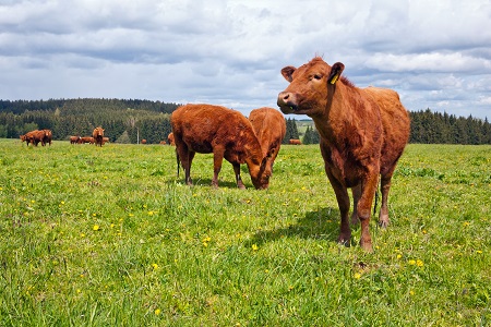Cattle on pasture