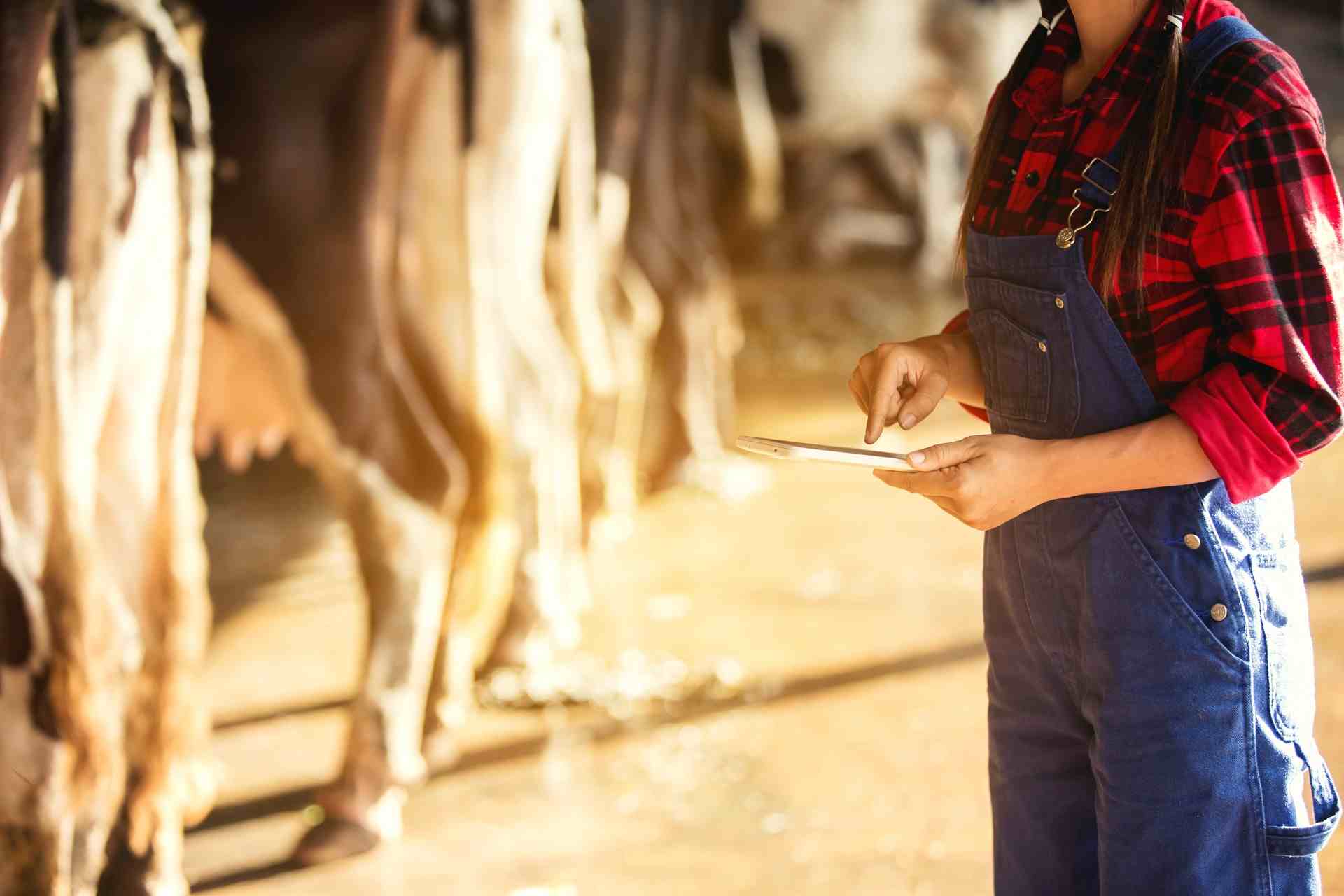 Farming,  and animal husbandry concept -  Woman  or farmer with tablet and cows in cowshed on dairy farm.