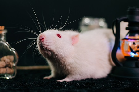 White decorative rat sits on a black background among orange pum