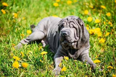 Blue Shar Pei Dog In Green Grass in Park Outdoor.