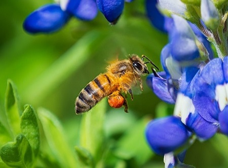 Bee pollinating Texas bluebonnet flower