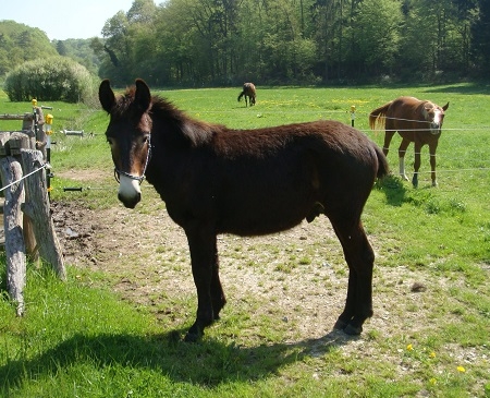 Junger Maultierhengst