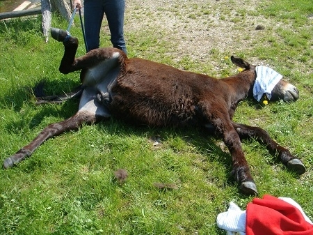 Kastration eines Esels