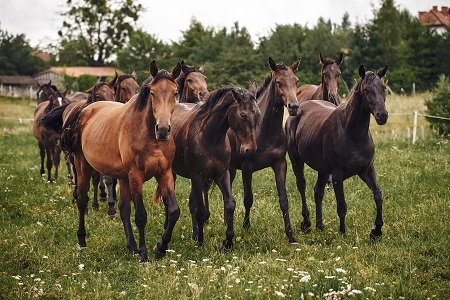 herd of horses on pasture