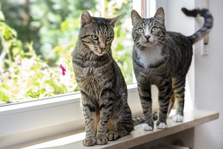 Zwei getigerte Katzen sitzen beziehungsweise stehen auf einer Fensterbank.