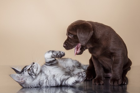 Labrador puppy and kitten breeds Maine Coon