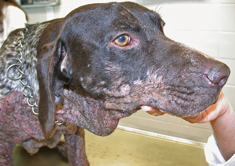 Hund mit Leishmanien-bedingten Hautveränderungen.