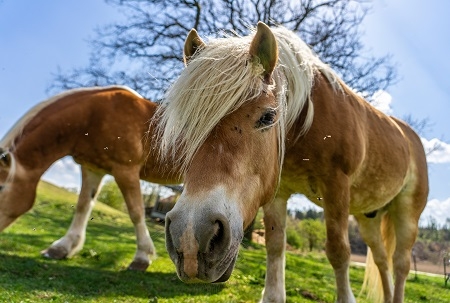 Zwei schÃ¶ne wilde Pferde mit weiÃen MÃ€hnen auf einer Weide in