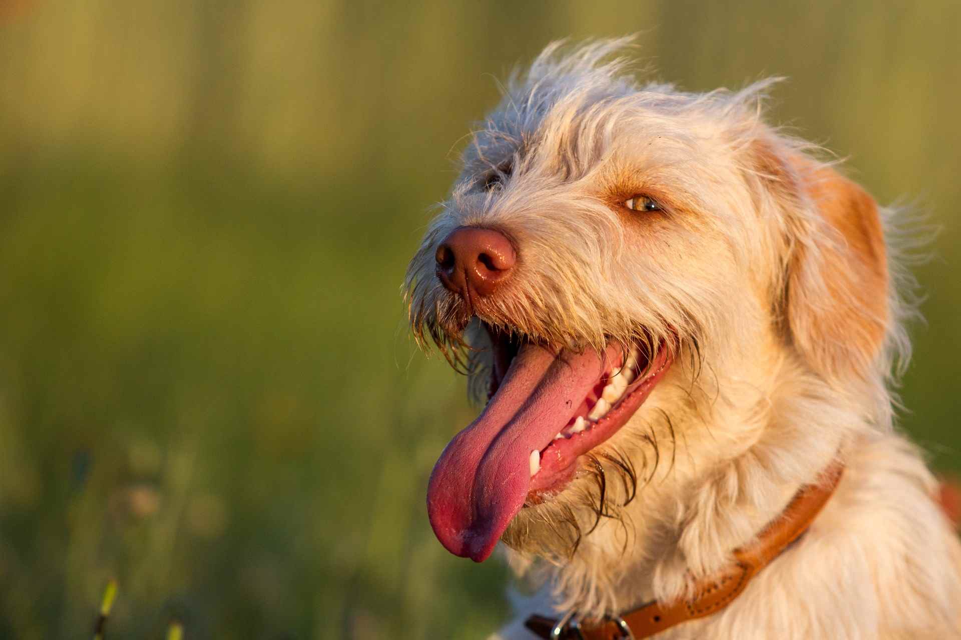 Mischlingshündin auf dem Feld beim Spaziergang